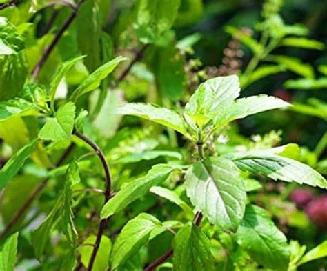 Tulsi Plant Care Tips गर्मियों में भी हरा भरा बना रहेगा तुलसी का पौधा