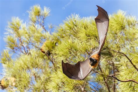 Premium Photo | Flying fox in australia