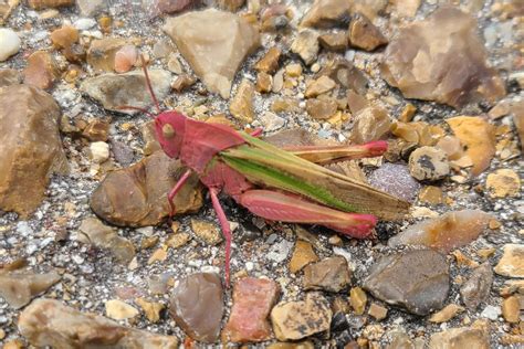 Bright pink grasshopper makes rare appearance in Texas