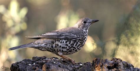 Zorzal Charlo Turdus Viscivorus Mistle Thrush Ejemplar A… Flickr