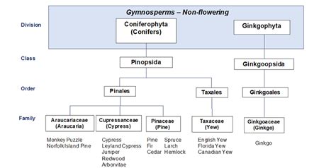 Species Classification Tree