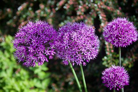 Purple Alliums Free Photo Download Freeimages