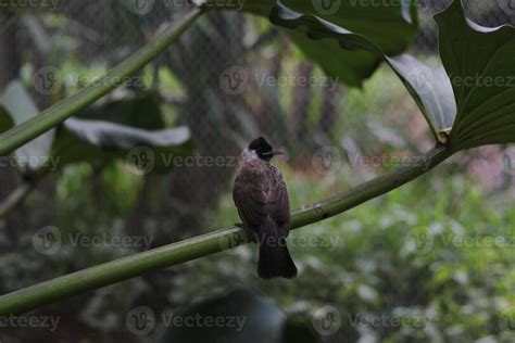 Bulbul Bird Stock Photos, Images and Backgrounds for Free Download