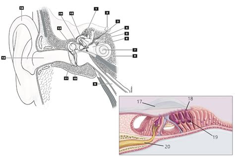 Diagram Of Anatomie De L Oreille Quizlet