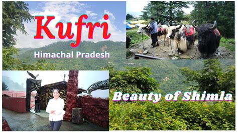 Kufri Shimla Adventure Place Shimla Tourist Places Shimla Travel