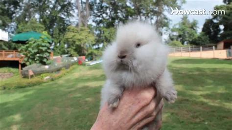 Lionhead Rabbits Complete Guide To Care Lifespan Breed Info And