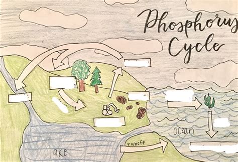 Apes Phosphorus Cycle Diagram Quizlet