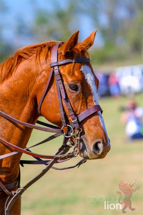 The Victory Cup – UT vs A&M POLO Event – ColoredLion.com