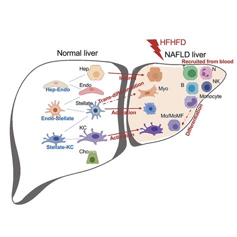 Single Cell RNA Transcriptome Landscape Of Hepatocytes And Non