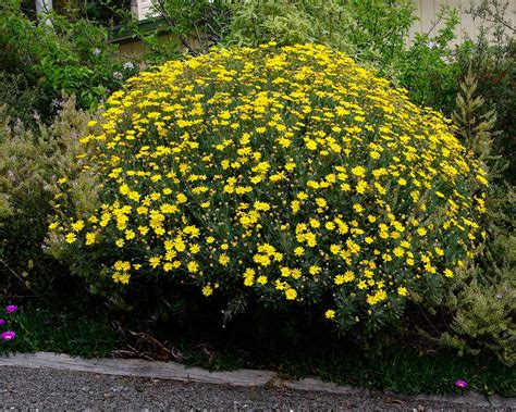 Euryops Pectinatus GardensOnline