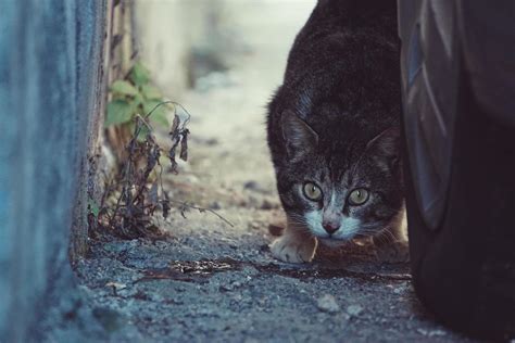 Street Cat Stock Photos, Images and Backgrounds for Free Download