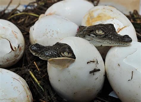 40 Amazing Pictures Of Baby Animals Hatching Eggs