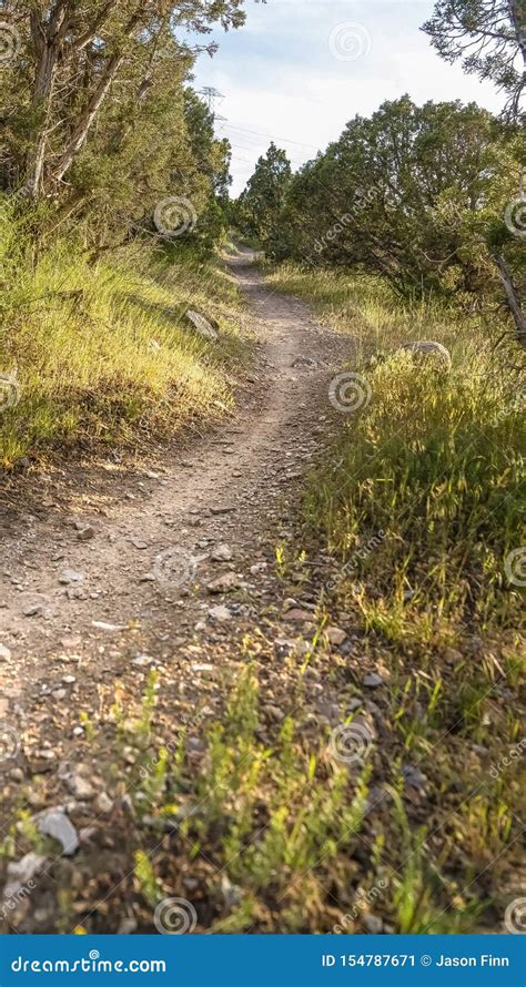 Vertical Narrow Dirt Road Amid Grasses And Trees With View Of Bright