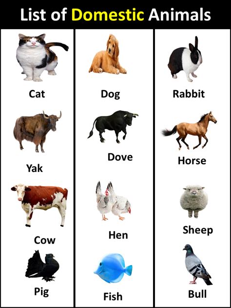 List of Domestic Animals in English - Vocabulary Point