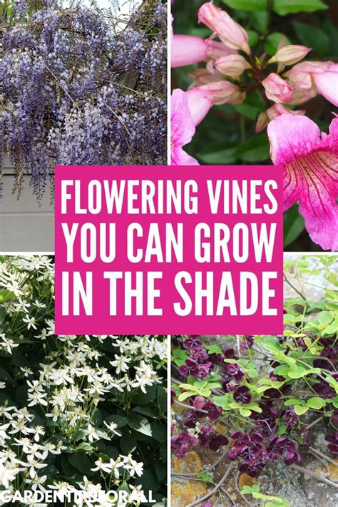 11 Flowering Vines That Grow In The Shade Artofit