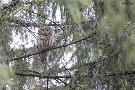 Trauerkraut On Twitter My Today S Birdsofprey Are Ural Owls Strix