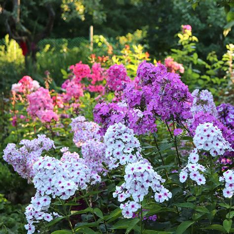 Garden Phlox Seeds - Mix