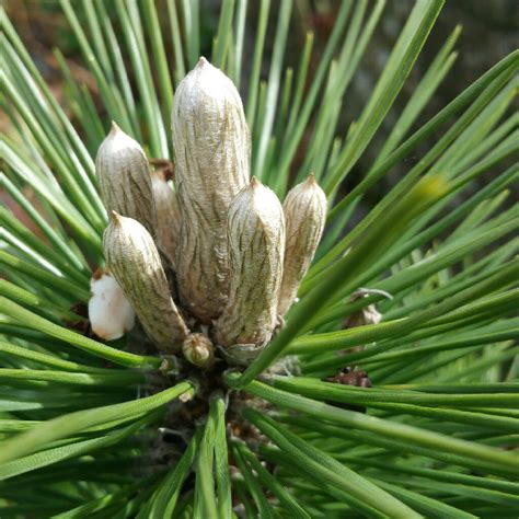 Pinus Densiflora Low Glow Japanese Red Pine Low Glow In Gardentags