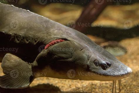 sturgeon fish caviar eggs underwater 20421846 Stock Photo at Vecteezy