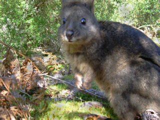 WildlifeTasmania