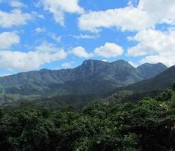 Hainan gibbon conservation | ZSL