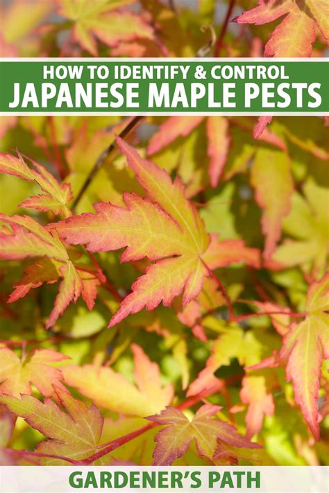 How To Identify And Control Japanese Maple Pests Gardeners Path Free