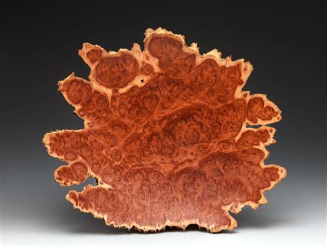 Yorrel Wood Eucalyptus Burl Burled Wood Tree Burl Burl