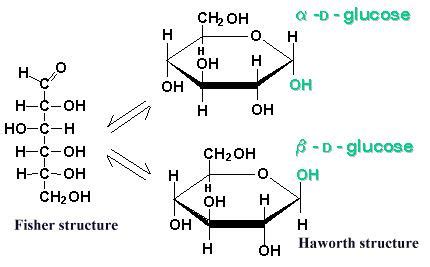 Haworth Projection