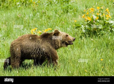 Adult Grizzly Bear Walking In Meadow Near Bozeman Montana Usa