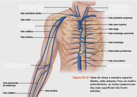 Pin De Ludovina Rebelo Em Anatomia