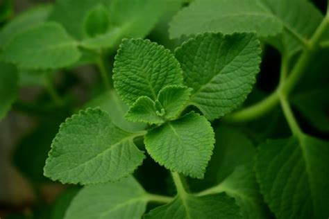 Ajwain Plant Leaves