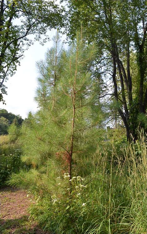 Loblolly Pine The Westmoor Arboretum