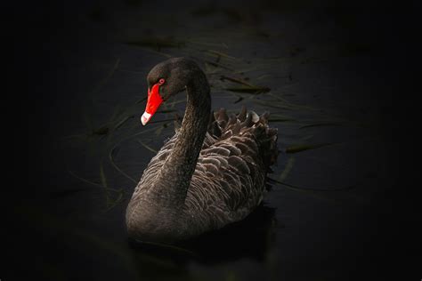 Coronavirus Is Significant But Is It A True Black Swan Event