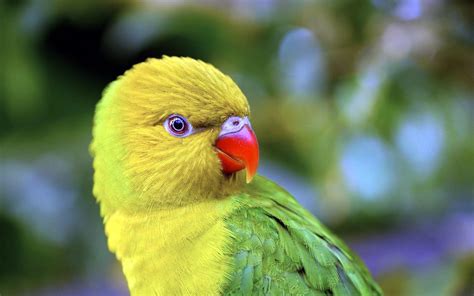 Yellow Headed Amazon Parrot Wallpaper Animals Wallpaper Better