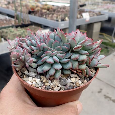 Echeveria Pulidonis Cristata Uhlig Kakteen More Than