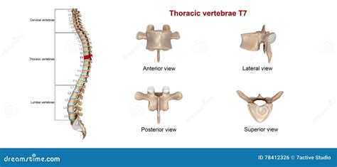 Thoracic Vertebrae T7 Stock Illustration Illustration Of Anatomical