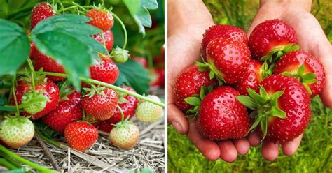 27 Strawberry Gardening Tips Everyone Should Follow