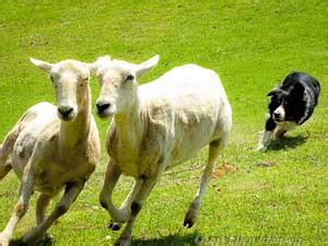 12 Imperative Border Collie Training Steps and Commands for Pet Owners