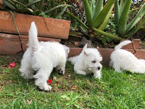 Cuanto Cuestan Los Cachorros Westie