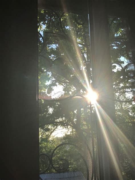 The Sun Is Shining Through Some Trees Outside