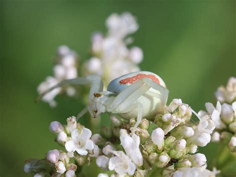 Misumena Vatia Ver Nderliche Krabbenspinne Ver Nderliche Flickr