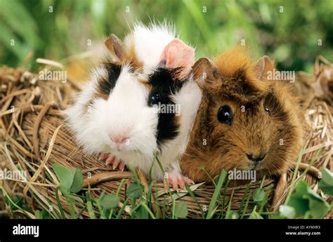 guinea pig cavie cavia aperea breed rosette    basket stock