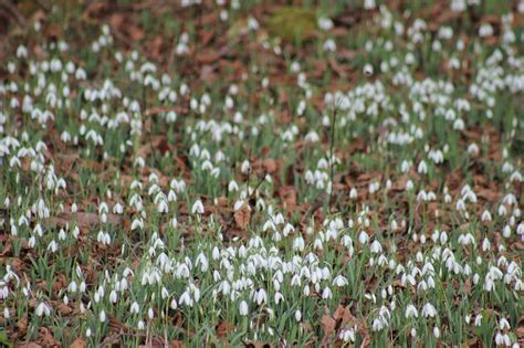 Campanillas Flores Blancas Foto Gratis En Pixabay Pixabay