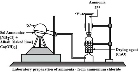 Draw A Labelled Diagram And Give Balanced Equation The Lab Preparation Of Ammonia Also State