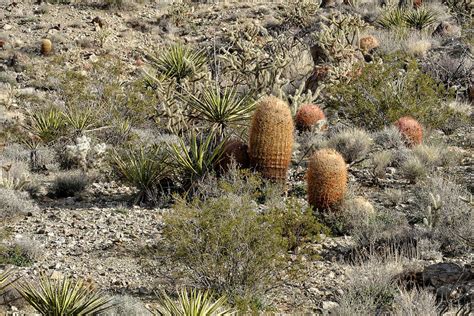 Mojave Desert Cactus Photograph By Jim Thompson Fine Art America