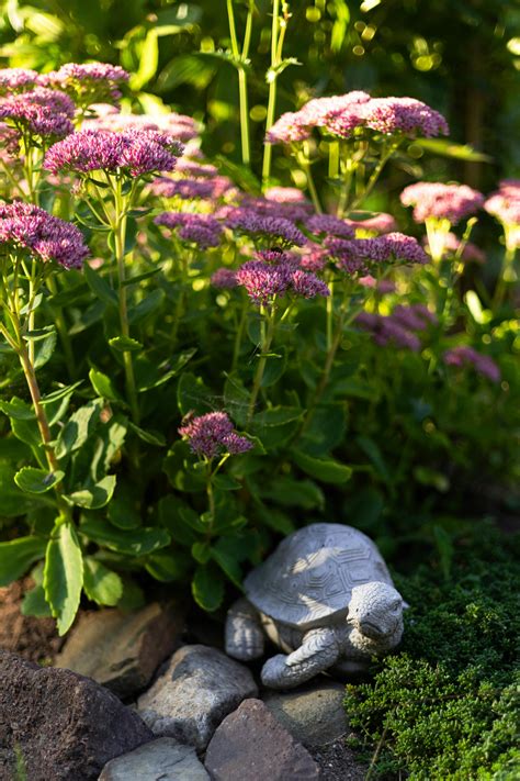 snapping turtle      snapping turtle stock
