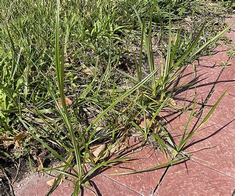 Mid-Summer Weed Control Tips: Yellow Nutsedge & Summer Annuals