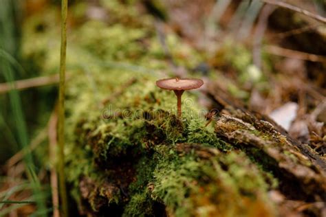 El Hongo De Toadstool Incomestible Crece En Un Viejo Tronco Con Musgo