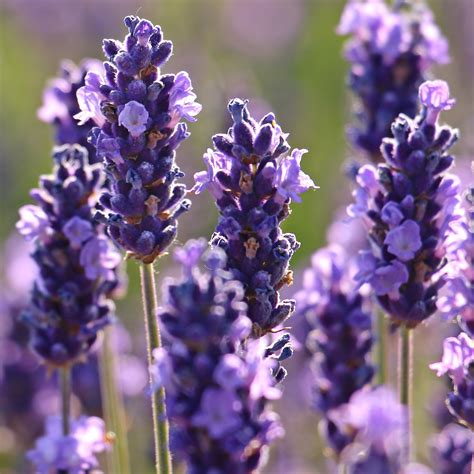 Lavanda Lavandula Angustifolia Miller Vivi Green