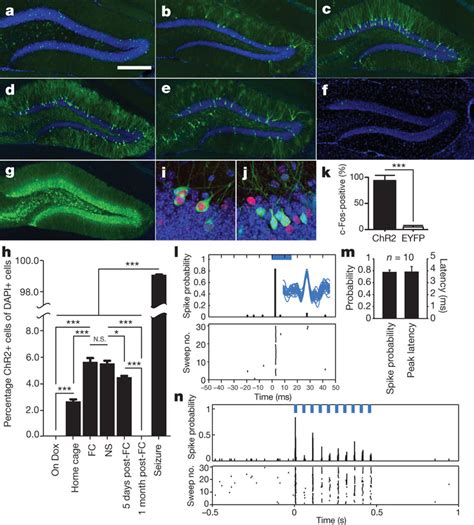 Activity Dependent Expression And Stimulation Of ChR2EYFP Ag